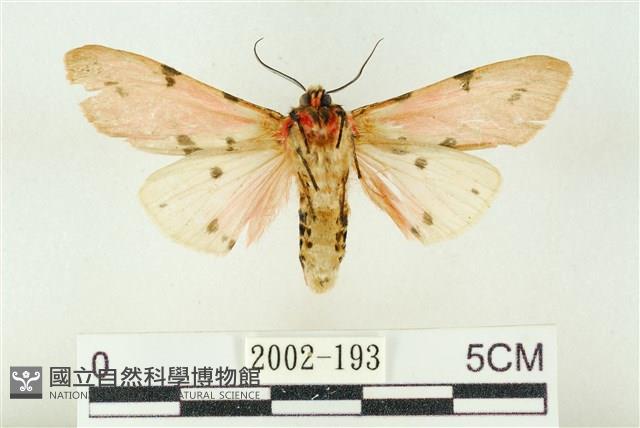 棍棒污燈蛾藏品圖，第2張