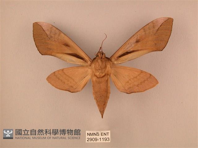 波紋豆天蛾藏品圖，第2張