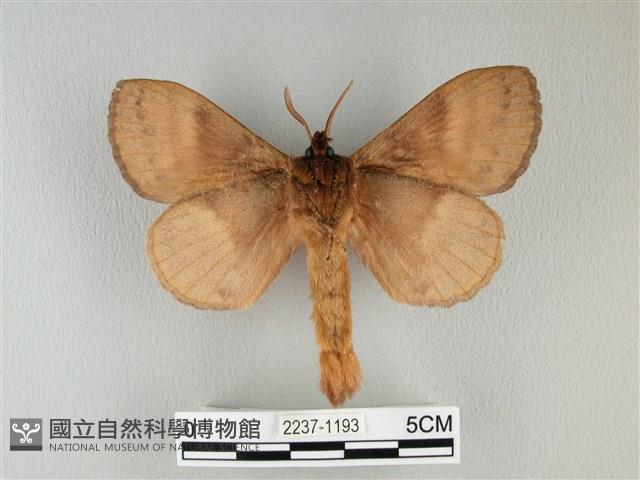 波紋枯葉蛾藏品圖，第2張