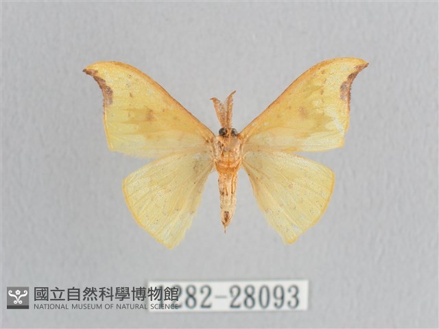 彎黑黃鉤蛾藏品圖，第2張
