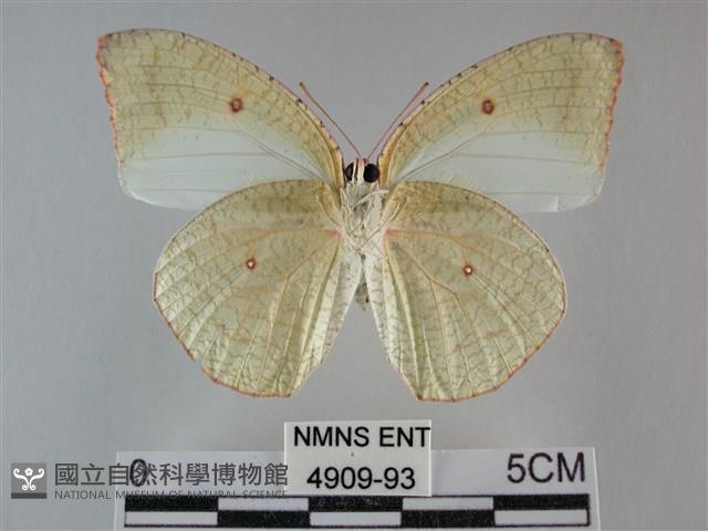 細波遷粉蝶藏品圖，第2張