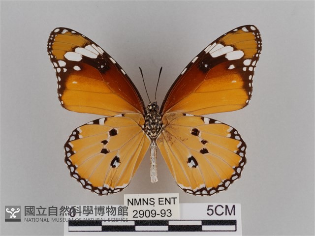 樺斑蝶藏品圖，第2張