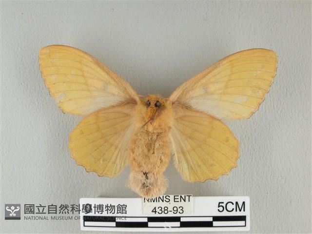 青枯葉蛾藏品圖，第2張