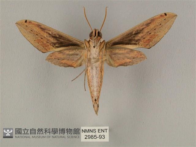 棕綠背線天蛾藏品圖，第2張