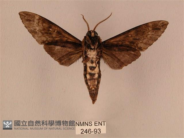 白星天蛾藏品圖，第2張