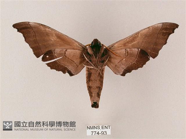 齒翅三線天蛾藏品圖，第2張