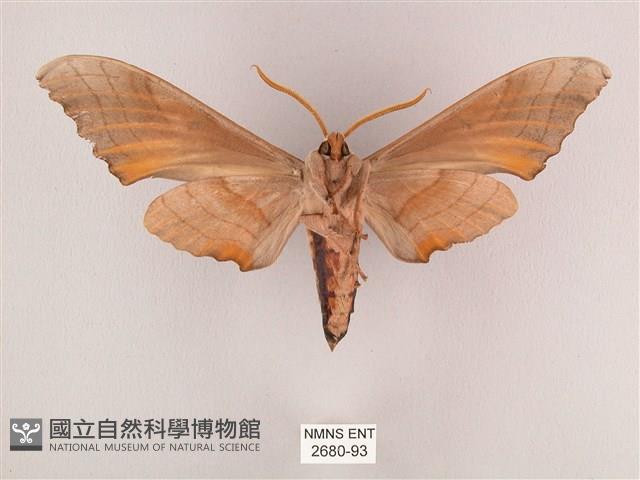 栗六點天蛾藏品圖，第2張