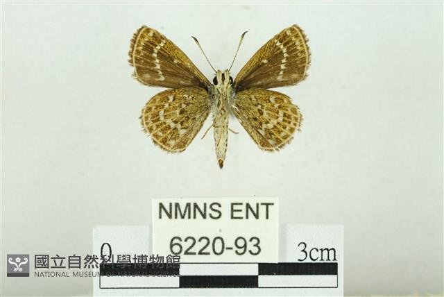 弧弄蝶藏品圖，第2張