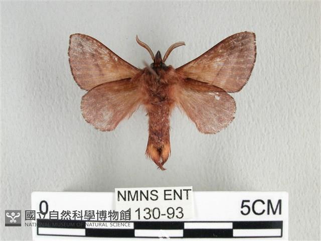 川邊氏枯葉蛾藏品圖，第2張