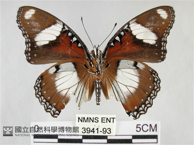 雌擬幻蛺蝶、雌紅紫蛺蝶藏品圖，第2張