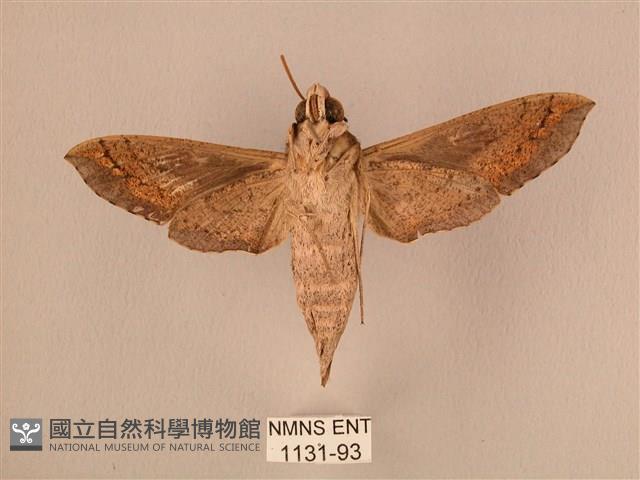 斜線天蛾藏品圖，第2張