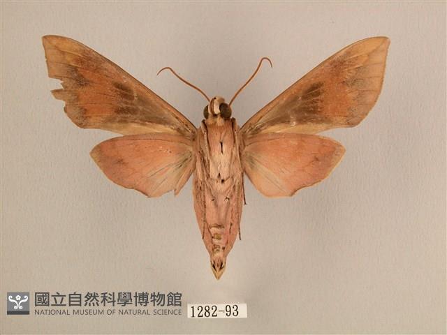 背中白天蛾藏品圖，第2張