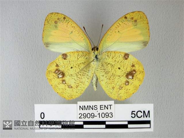 異粉蝶、雌白黃蝶藏品圖，第2張