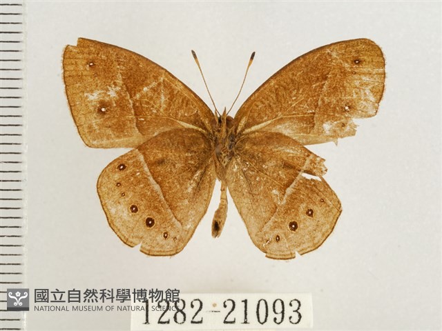 淺色眉眼蝶藏品圖，第2張