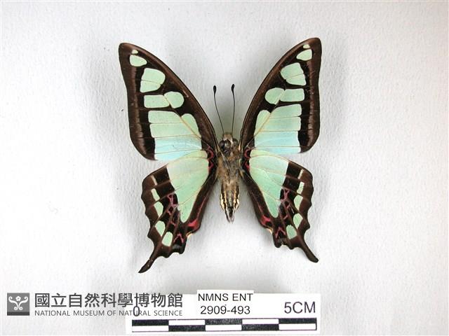 寬帶青鳳蝶藏品圖，第2張