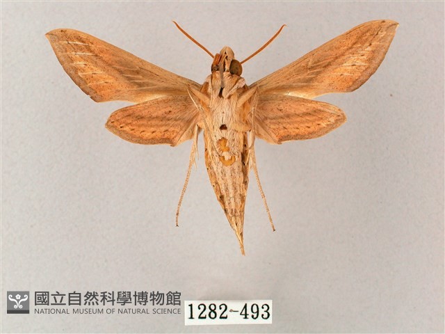 單斜紋天蛾藏品圖，第2張