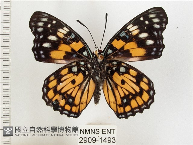 燦蛺蝶藏品圖，第2張