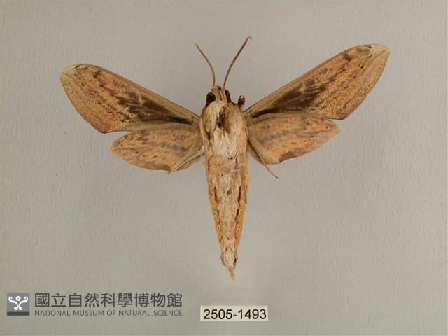 背線天蛾藏品圖，第2張