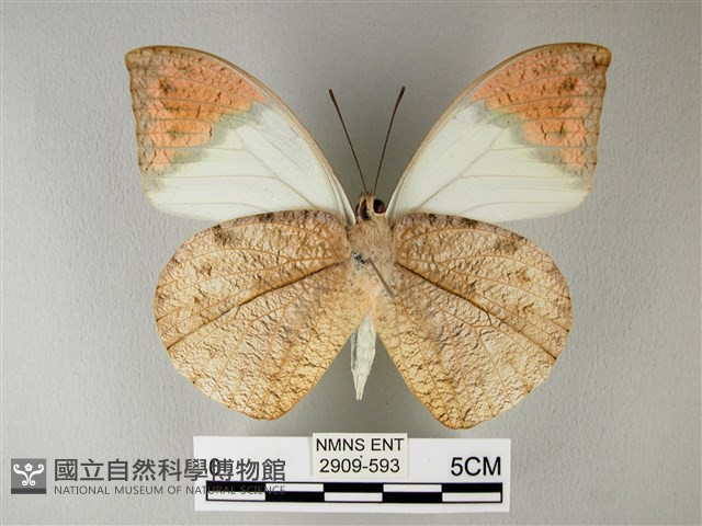 橙端粉蝶、端紅蝶藏品圖，第2張