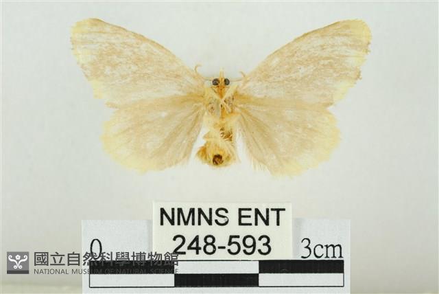 黑翅黃毒蛾藏品圖，第2張