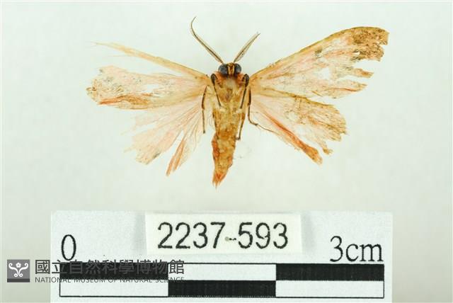 三條橙燈蛾藏品圖，第2張