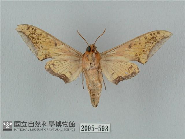 廣東鷹翅天蛾藏品圖，第2張