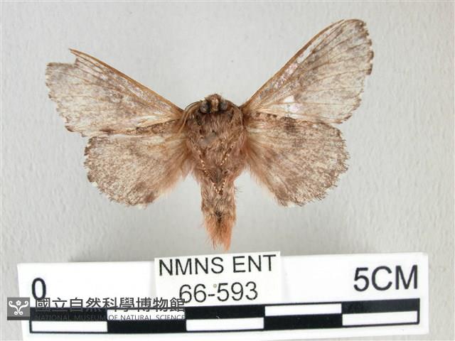 銀肩枯葉蛾藏品圖，第2張