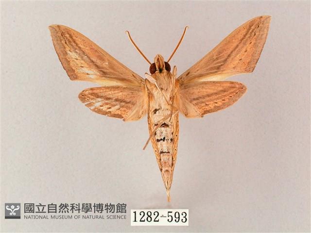 單斜紋天蛾藏品圖，第2張