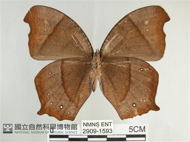 森林暮眼蝶、黑樹蔭蝶藏品圖，第2張