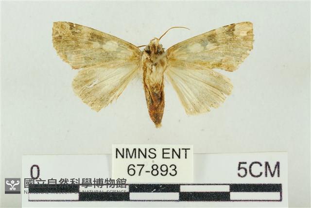 連珠波紋蛾藏品圖，第2張