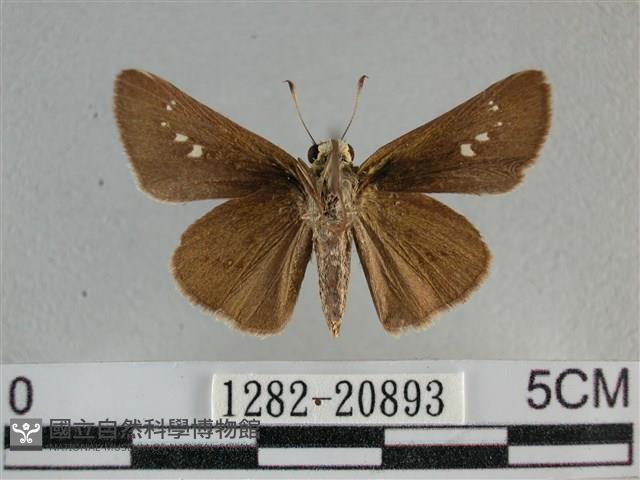 小稻弄蝶藏品圖，第2張