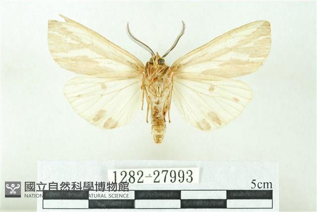 赭新污燈蛾藏品圖，第2張