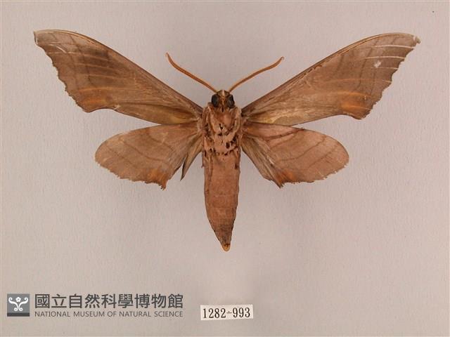 栗六點天蛾藏品圖，第2張