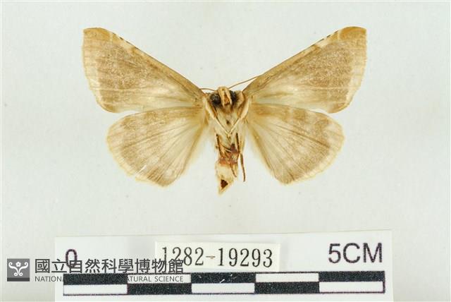 印華波紋蛾藏品圖，第2張