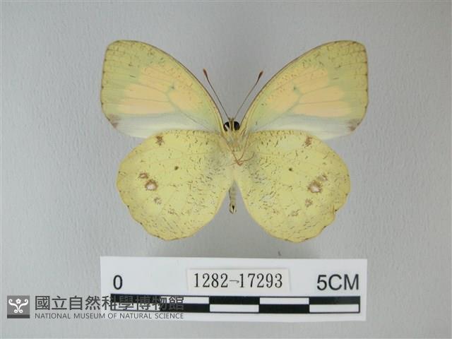 異粉蝶、雌白黃蝶藏品圖，第2張