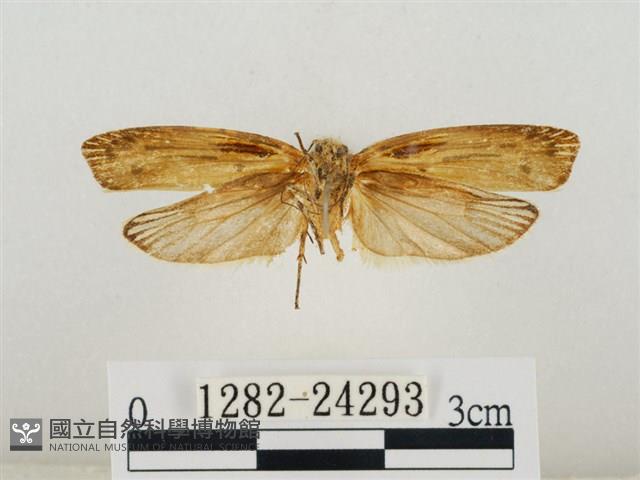 線紋篩蛾藏品圖，第2張