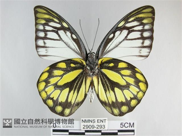 鋸粉蝶藏品圖，第2張