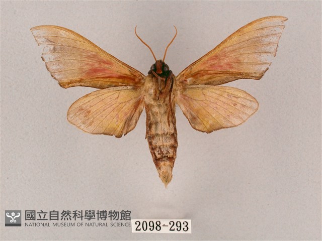 榆綠天蛾藏品圖，第2張