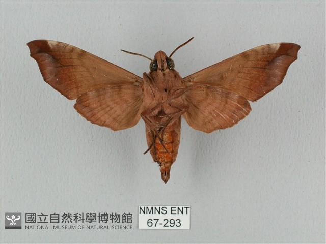 姬缺角天蛾藏品圖，第2張