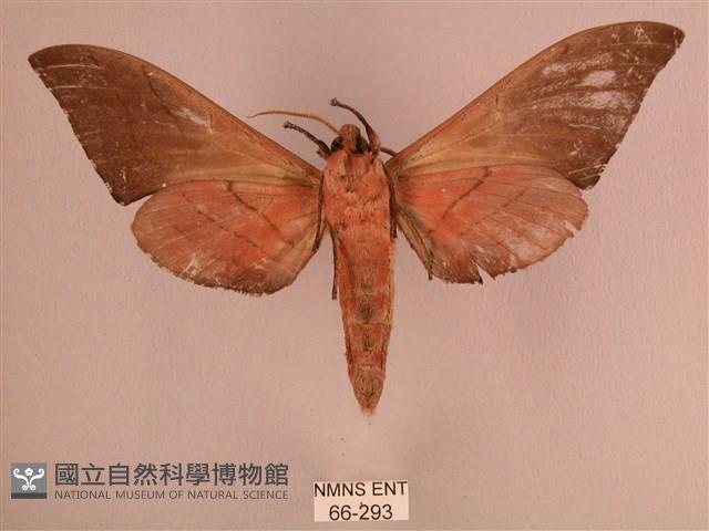 直翅六點天蛾藏品圖，第2張