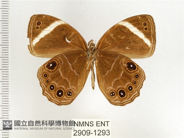 玉帶黛眼蝶藏品圖，第2張