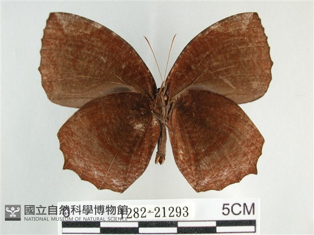 藍紋鋸眼蝶藏品圖，第2張