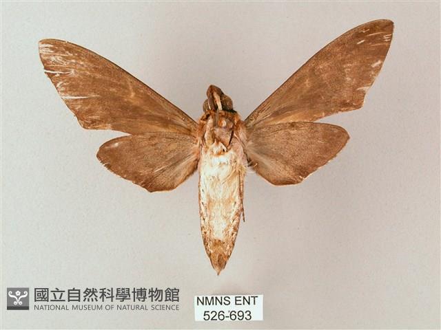 細斜紋霜天蛾藏品圖，第2張