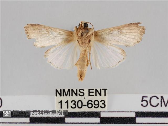 斜紋夜盜蛾藏品圖，第2張