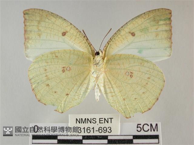 細波遷粉蝶藏品圖，第2張