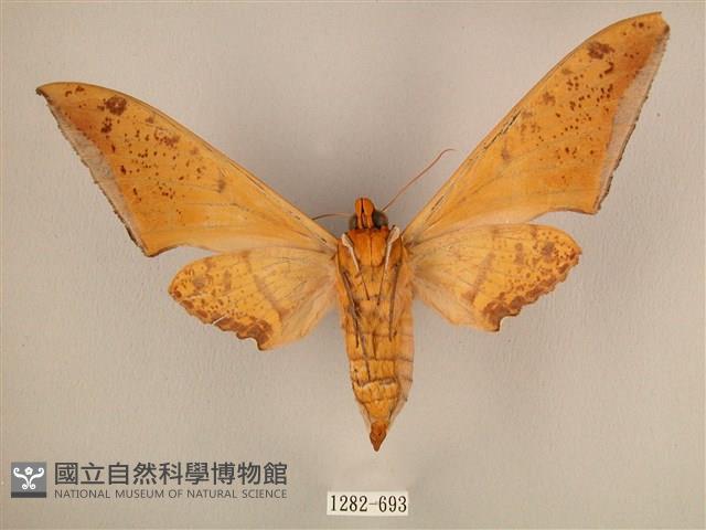 臺灣鷹翅天蛾藏品圖，第2張