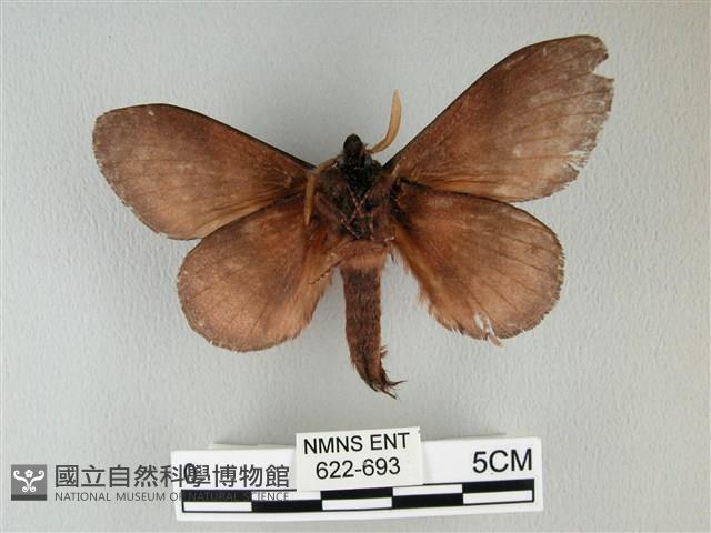 隱波紋枯葉蛾藏品圖，第2張