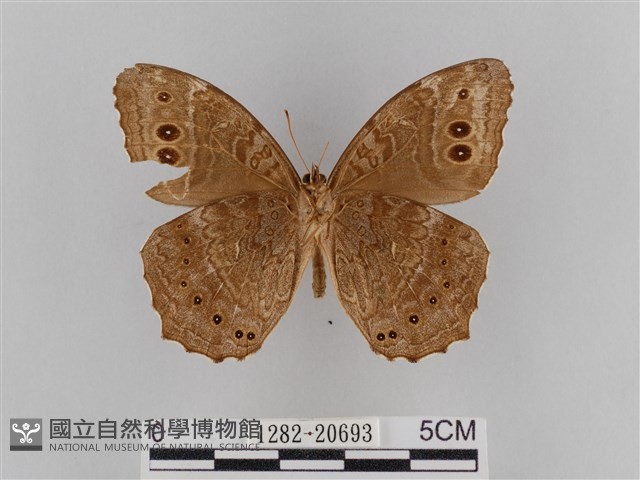 褐翅蔭眼蝶藏品圖，第2張