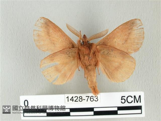 褐斜帶枯葉蛾藏品圖，第2張