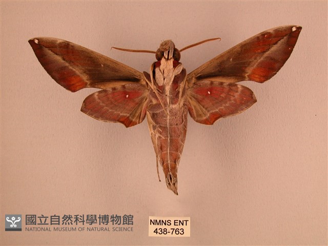 暗綠白腰天蛾藏品圖，第2張